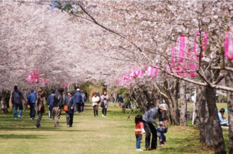 鹿兒島縣中元公園。相片來源：kagoshima觀光局官網