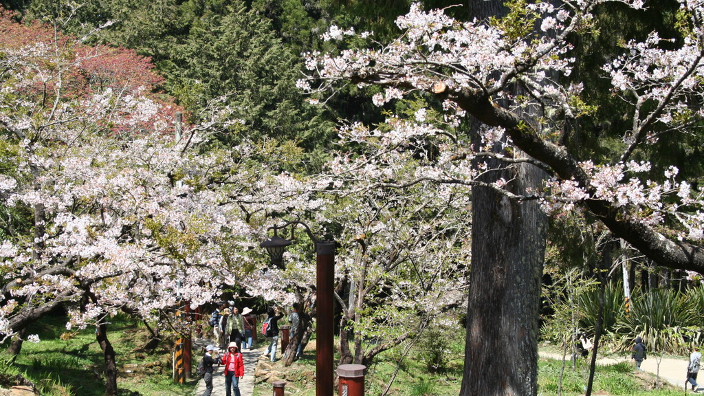沼平公園內栽植多款櫻花，琳琅滿目。（攝影：馮柏偉）