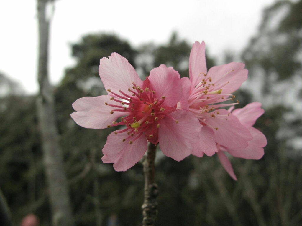 大帽山扶輪公園櫻花。（攝影：陳劍雄）