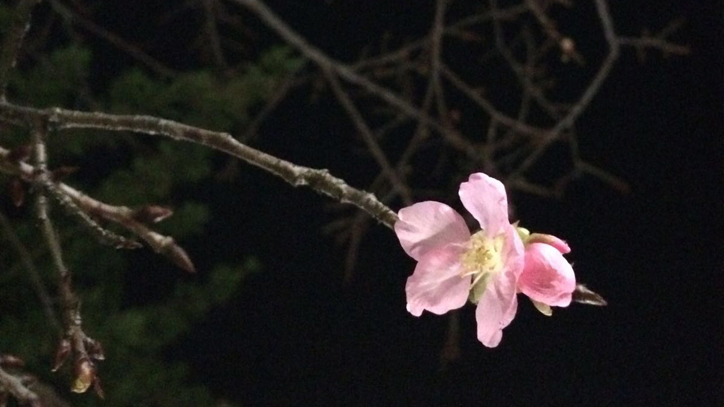 將軍澳單車公園 3 月 6 日晚開了第一朵櫻花。（攝影：湯迪恩）