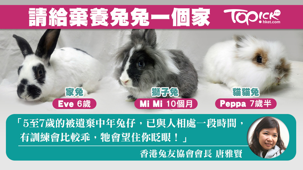 每年接收逾百隻棄兔的香港兔友協會表示，現有約3分1「住客」為中老年兔子，呼籲有心養兔子的港人，可收養較年長的兔子，給牠們一個安樂的家。