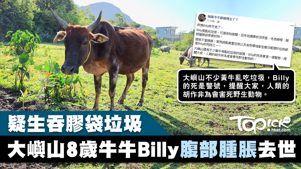 年僅8歲的大嶼山貝澳黃牛Billy，疑因食太多膠袋垃圾去世。（Debby Tam fb圖片）