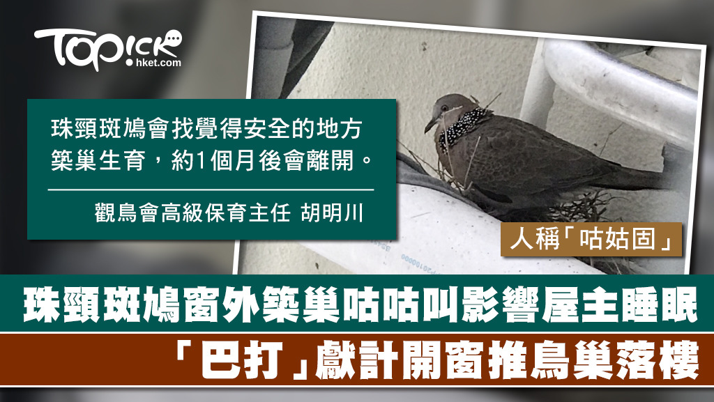 香港設有保育條例，市民不能隨意打擾、拆卸鳥巢。