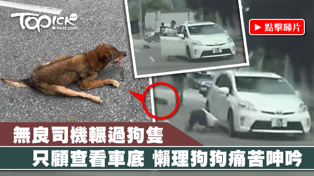 元朗一隻狗狗昨日（5日）懷疑被一輛車撞傷躺在馬路中央。